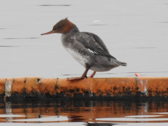 Red-breasted Merganser