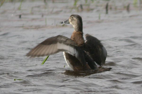 Ring-necked Duck