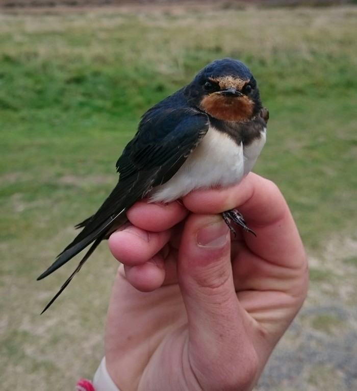 Swallow