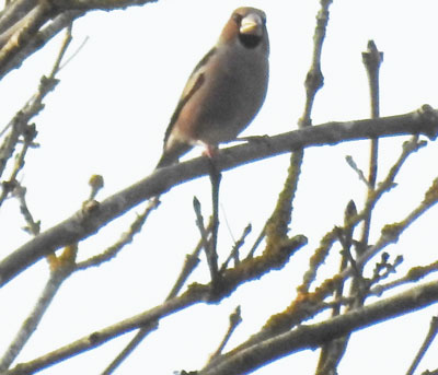 Hawfinch