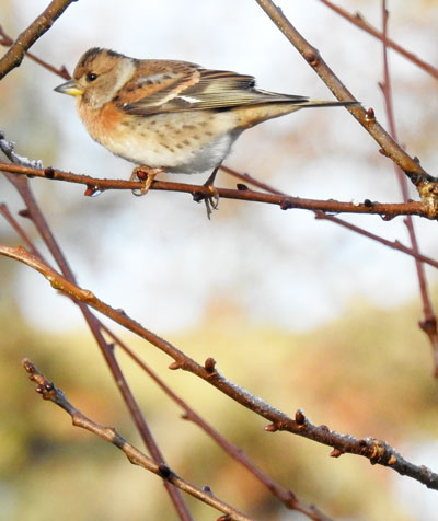 Brambling