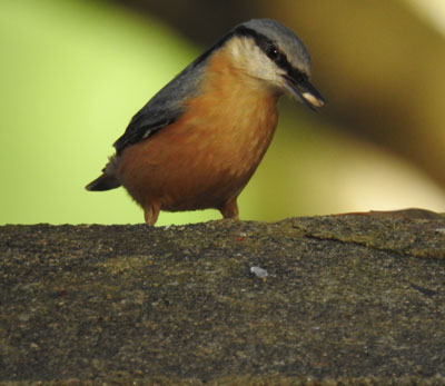 Nuthatch