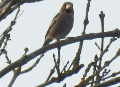 Hawfinch