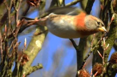 Brambling