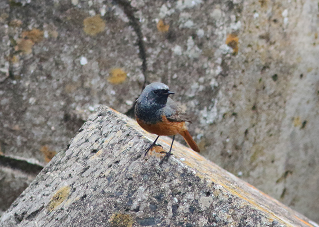 Eastern Black Redstart