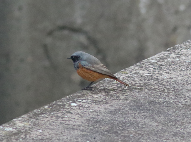 Eastern Black Redstart