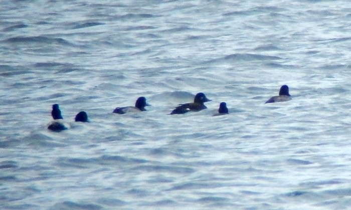Velvet Scoter