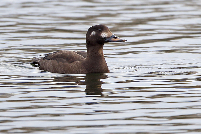Velvet Scoter