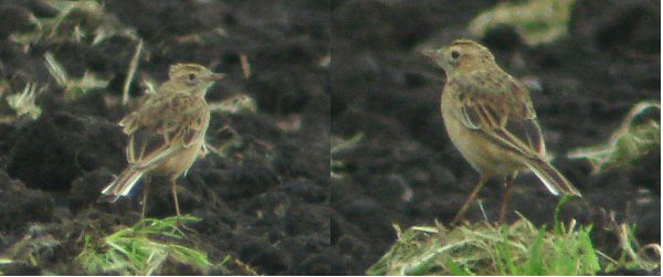 Richard's Pipit