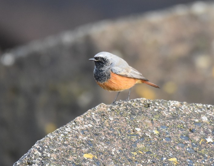 Eastern Black Redstart