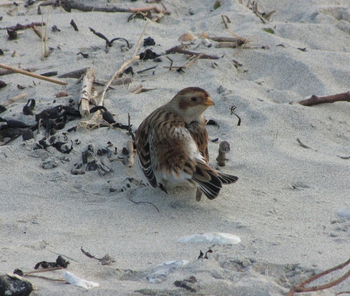 Snow Bunting