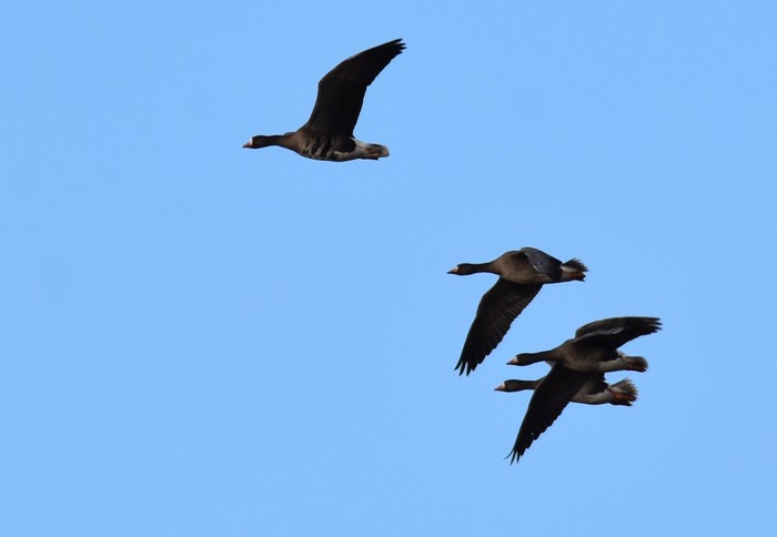 Eurasian White-fronted Goose