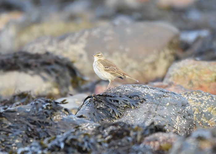 Water Pipit