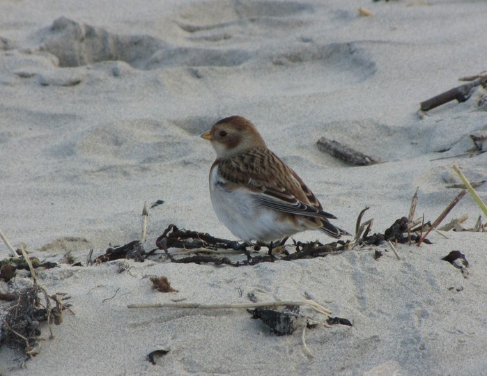 Snow Bunting