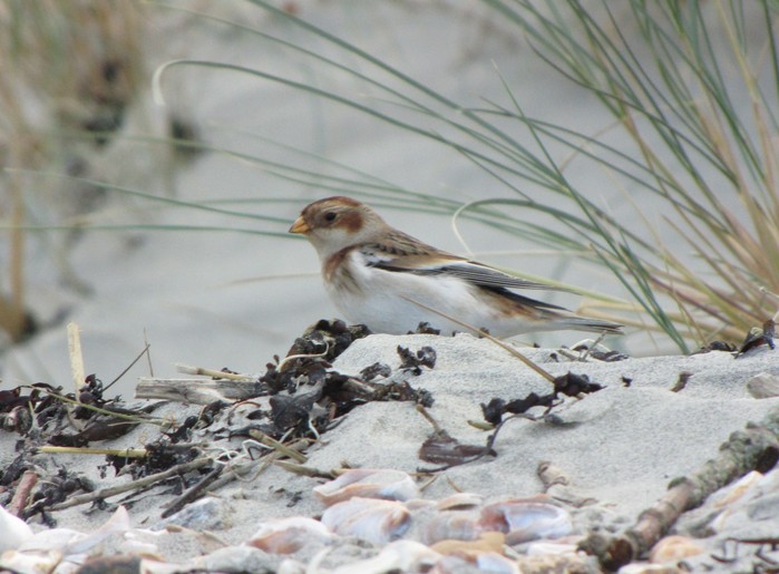 Snow Bunting