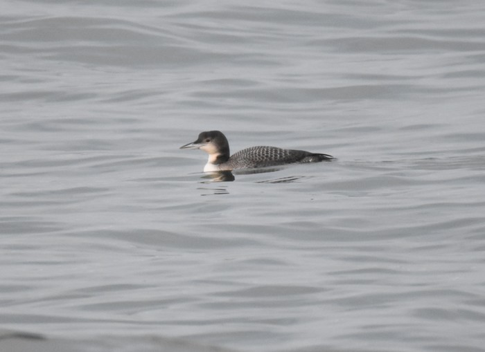 Great Northern Diver