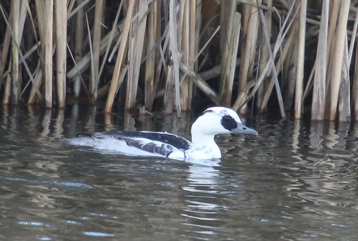 Smew