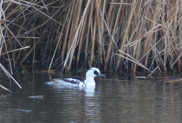 Smew