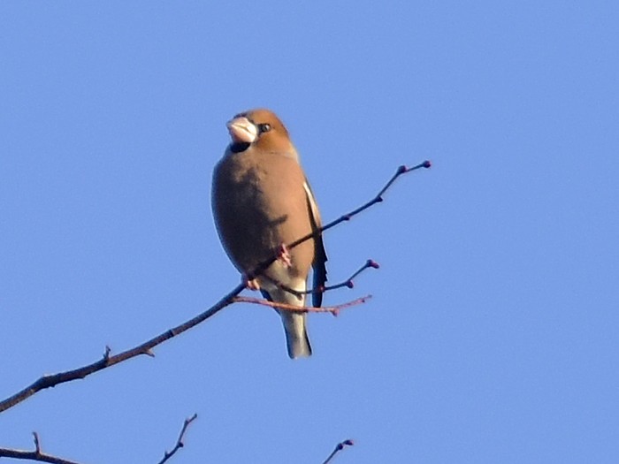 Hawfinch