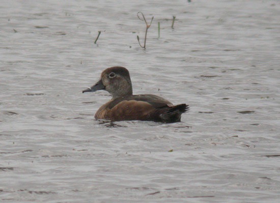Ring-necked Duck