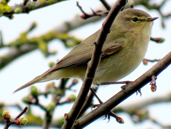 Chiffchaff