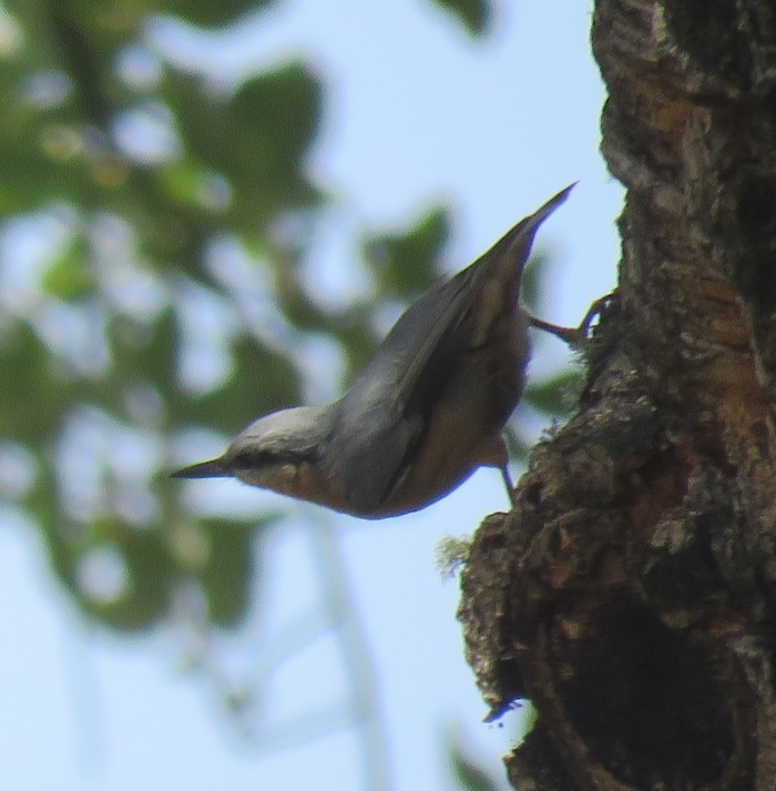Nuthatch