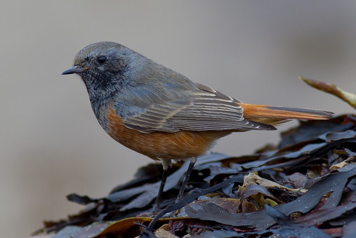 Eastern Black Redstart
