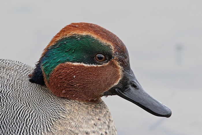 Teal