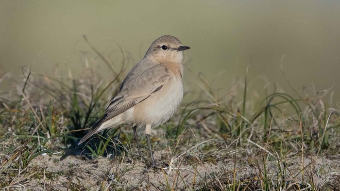 Isabelline Wheatear