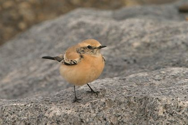 Desert Wheatear