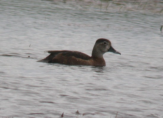 Ring-necked Duck