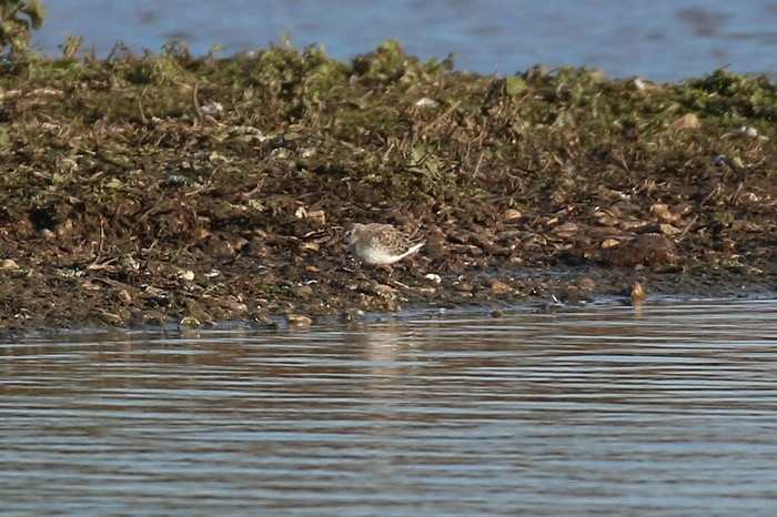 Little Stint