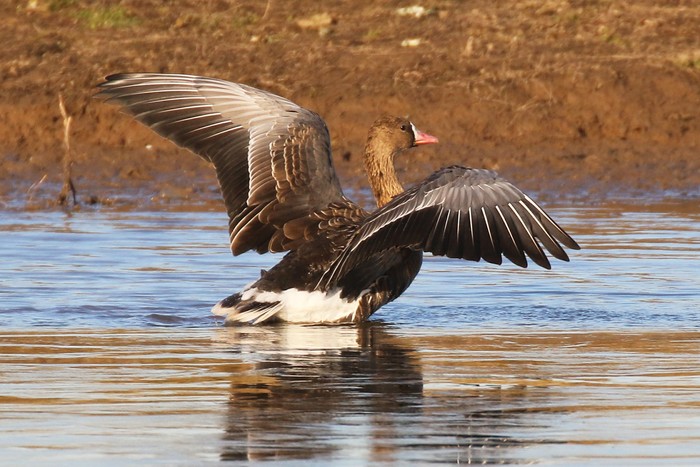 Eurasian White-fronted Goose