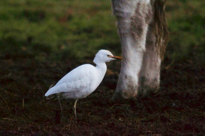 Cattle Egret