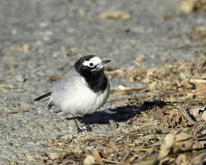 Masked Wagtail
