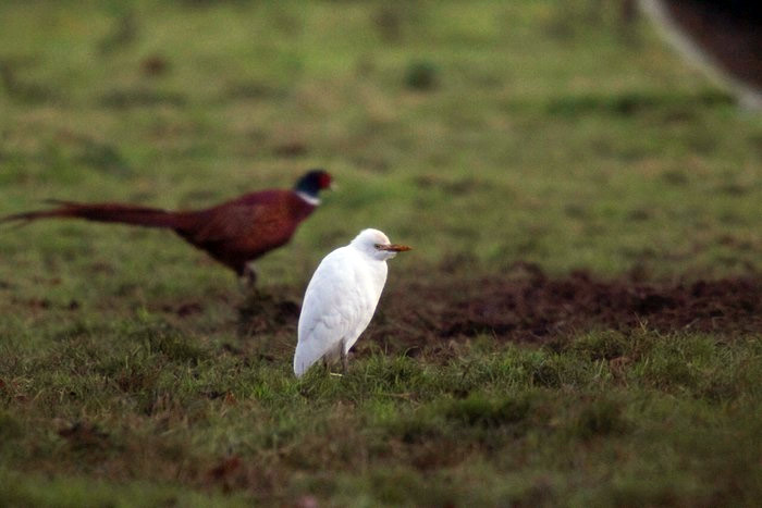 Cattle Egret