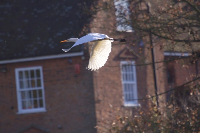Great White Egret