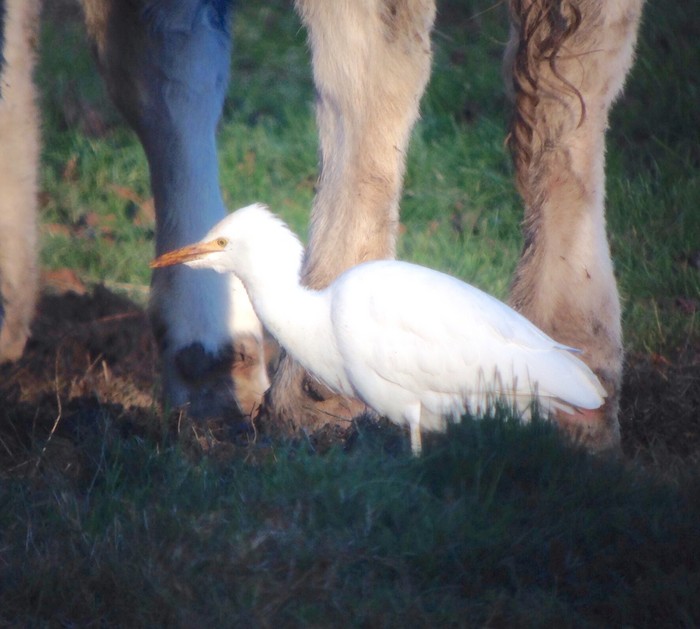 Cattle Egret