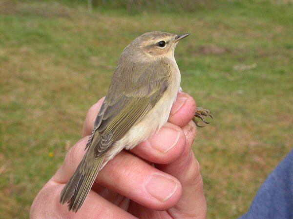 Siberian Chiffchaff