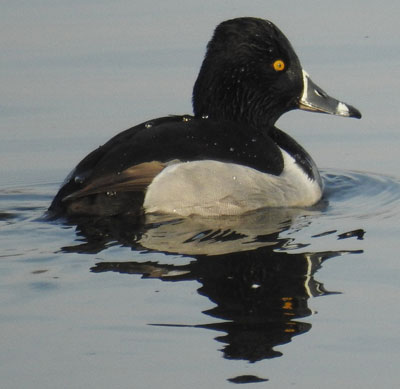 Ring-necked Duck