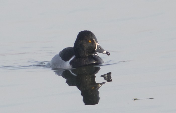 Ring-necked Duck
