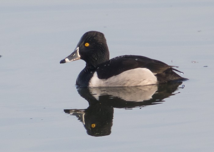 Ring-necked Duck