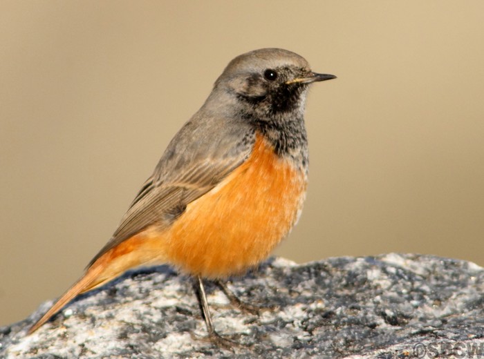 Eastern Black Redstart