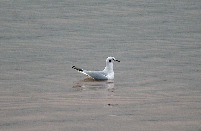 Bonaparte's Gull