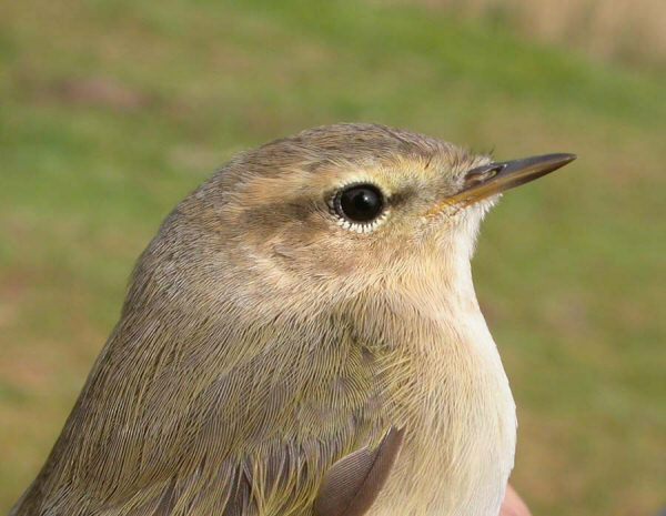 Siberian Chiffchaff