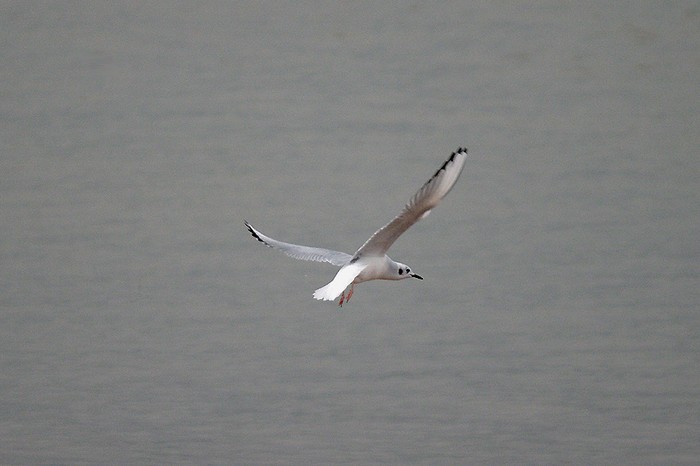 Bonaparte's Gull