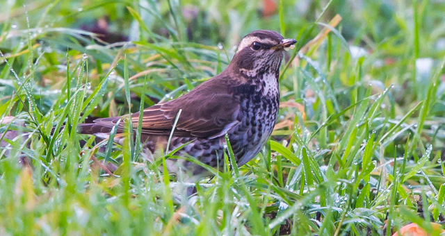 Dusky Thrush
