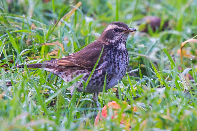Dusky Thrush