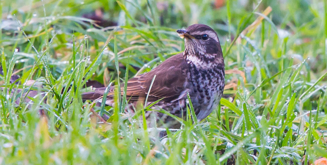 Dusky Thrush
