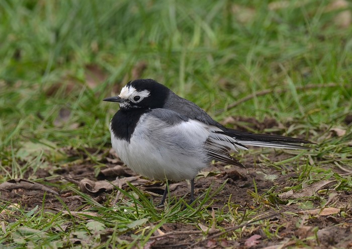 Masked Wagtail